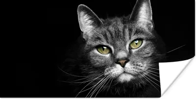 Produktbild von MuchoWow® Poster Haustiere - Katze - Tiere - Schwarz - Weiß 40x20 cm - Poster für die Wand - Poster Schlafzimmer