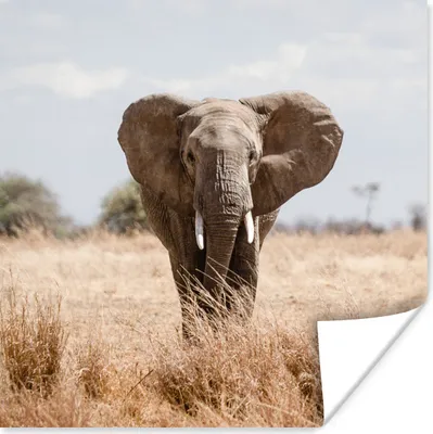 Produktbild von MuchoWow® Poster Einschüchternder Elefant geht auf die Kamera zu 50x50 cm - Wohnzimmerdekoration