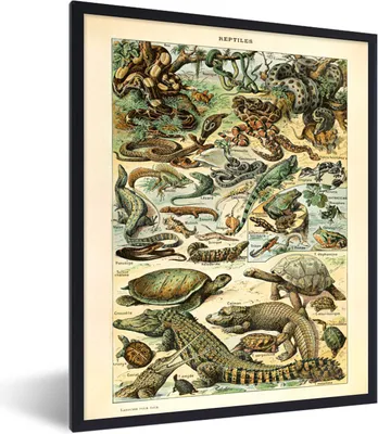 Produktbild von MuchoWow® Gerahmtes Poster Tiere - Reptilien - Gestaltung 60x80 cm - Poster mit Schwarzem Bilderrahmen Wandposter Rahmen Foto Bilder - Premium - Wanddeko Wohnzimmer