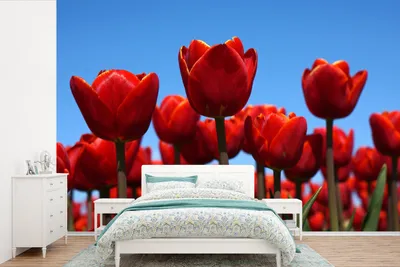 Produktbild von MuchoWow® Fototapete für Wohnzimmer oder Schlafzimmer Wandtapete Vinyl Motivtapete Die Rote Tulpe - 525x350 cm - Das Hintergrundbild