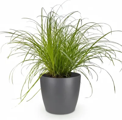 Image de Cyperus Alternifolius Zumula - Herbe à chat - Plante d'intérieur dans un pot