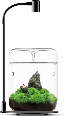 Obrázek produktu pro Skleněné terárium pro rostliny - Mikrokrajina - Dekorativní váza - 1 kus - Čiré - Sklo - 12 x 17,5 cm