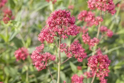 Produktbild von Centranthus ruber 'Coccineus', Rote Spornblume, ca. 9x9 cm Topf