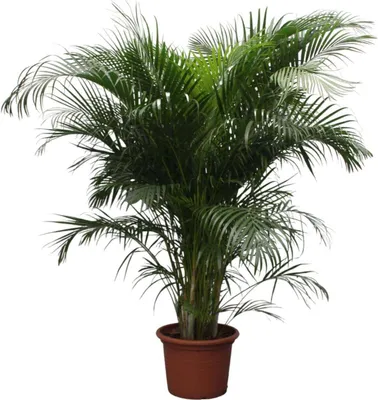 Produktbild von Zlatá ovocná palma - Dypsis Lutescens - Areca Palm - pokojová rostlina - 230cm - ø40cm