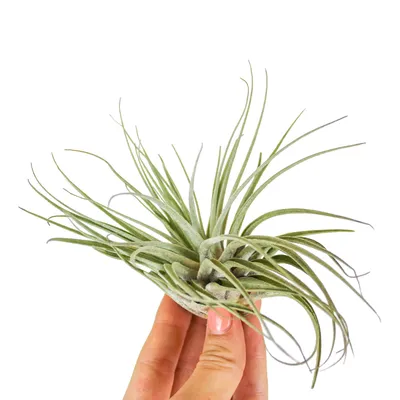 Produktbild von Zynesflora Tillandsien Luftpflanzen Mix - 10Er Set Luftpflanze - Höhe: 5-15 cm - Tillandsia Fensterbank Wanddeko Sukkulenten Zimmerpflanzen