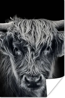 Produktbild von MuchoWow® Poster Schottischer Highlander - Schwarz - Kuh - Tiere 60x90 cm - Wanddekoration