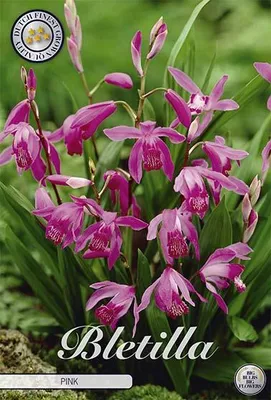 Artikelbild 2 von 'Bletilla Pink (1 Stück)' aus der Kategorie Error: No identifier specified