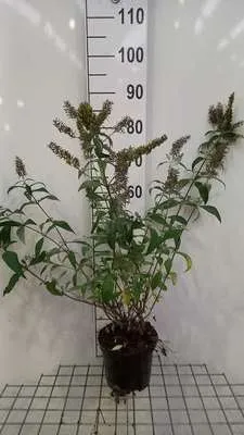Obrázok produktu pre Buddleja dav. 'Reve de Papillon White'® - Motýlí ker 40- 60 cm nádoba
