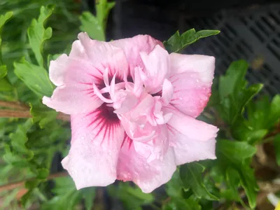Produktbild von Hibiscus syriacus 'Lady Stanley' - Garteneibisch 40-60 cm Container