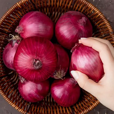 Image de Oignons de plants Karmen (500 gr) - Ciboulette résistante à l'hiver - Qualité supérieure, origine Hollande (sans graines) - Oignon de culture au goût légèrement piquant - Taille des oignons de plants : 14 - 21 mm