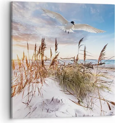 Produktbild von Bild auf Leinwand - Leinwandbild - Einteilig - Möwe Meer Küste - 70x70cm - Wand Bild - Wanddeko - Wandbilder - Leinwanddruck - Bilder - Wanddekoration - Leinwand bilder - Wandbild - AC70x70-4902