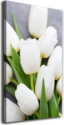 Produktbild von Tulup Leinwandbild® - 70x140cm - Wandkunst - Drucke auf Leinwand - Leinwanddruck - Wohnzimmer Wanddekoration XXL - Wohnung Deko Kunstdrucke - Blumen & Pflanzen - Weiß - Weiße Tulpen