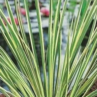 Productafbeelding van Moerings Acorus Calamus Gramineus | Mini bonte kalmoes | In 18CM Mand Kant en Klaar