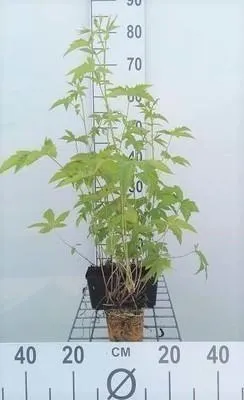 Produktbild von 6 x  Filipendula purp. 'Elegans' - Mädesüß - Topf 9 x 9 cm