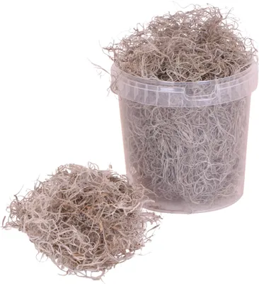 Produktbild von Kolibri Tillandsia-Moos | Frische Dekoration Ziergras