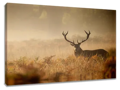 Produktbild von 4030 Hirsch Leinwandbild 80x60 cm Wandbild