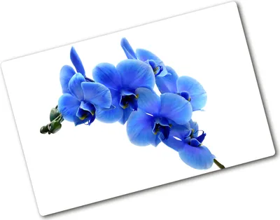 Produktbild von Tulup Glas Herdabdeckplatte - 80x52 cm - Glaskeramikkochfeld-Abdeckung Spritzschutz Glasabdeckplatte - Einteilig - Blumen & Pflanzen - Blaue Orchidee - Blau