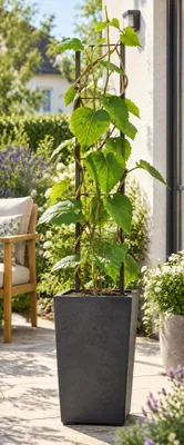 Produktbild von Kiwi ‘Hayward’ 50–70 cm – weibliche Actinidia deliciosa – winterharte Kiwipflanze für Garten, Terrasse und Spalier