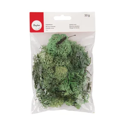 Produktbild von Rayher Hobby GmbH Islandmoos hellgrün Sonstige Sonstige