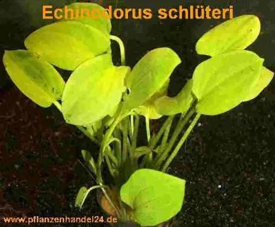 Produktbild von 3 Töpfe Echinodorus Schlüteri, Wasserpflanzen