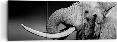 Produktbild von Bild auf Leinwand - Leinwandbild - Elefant Stoßzahn Natur - 120x40cm - Wand Bild - Wanddeko - Leinwanddruck - Bilder - Kunstdruck - Wanddekoration - Leinwand bilder - Wandkunst - CA120x40-3443