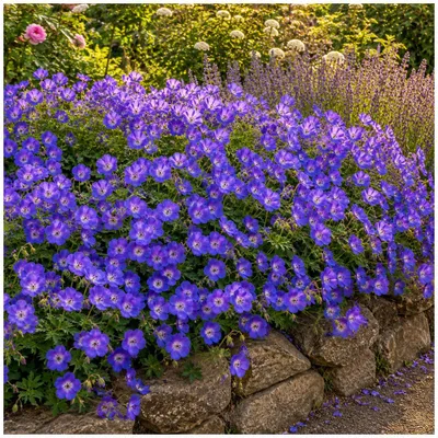 Produktbild von Stauden Gänge 10 x Geranium 'Rozanne ®' im 1 Liter Topf - Blauer Storchschnabel - Farbenpracht von Frühling bis zum ersten Frost - Dauerblüher