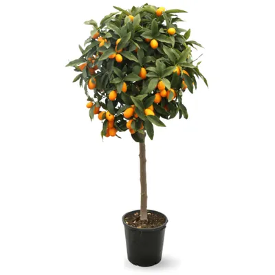 Image de Kumquat - Fortunella Margarita - agrume méditerranéen - arbre fruitier - ↕ 120-130 cm - ⌀ 24 cm
