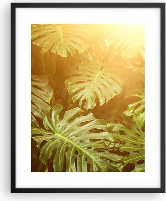 Produktbild von Gerahmtes Poster - Schwarzer Rahmen - Blätter Monstera Licht - 40x50 cm - Wand Bild - Wanddeko - Wandbilder - Kunstposter - Wandposter - Bilderrahmen - Bilder - Kunstdruck - P2BPA40x50-4540