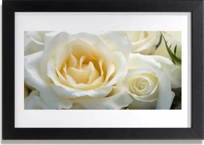 Produktbild von Bild 30x20 MDF-Rahmen Wandkunst Rosen Blumen