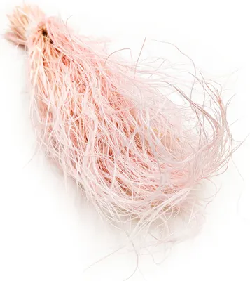 Produktbild von Federgras Getrocknete - (Stipa pennata) - Rosa