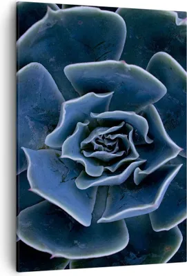 Produktbild von Bild auf Leinwand - Leinwandbild - Einteilig - Blau Kaktus Blume - 50x70cm - Wand Bild - Wanddeko - Wandbilder - Leinwanddruck - Kunstdruck - Wanddekoration - Leinwand bilder - Wandbild - PA50x70-5008