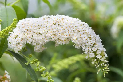 Produktbild von Buddleja 'White Bouquet', Schmetterlingsflieder, weiß, 40–60 cm