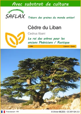 Image de SAFLAX  - Cèdre du Liban - 20 graines - Avec substrat - Cedrus