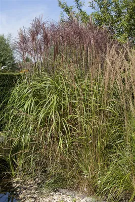 Produktbild von Phragmites australis, Schilfrohr, ca. 9x9 cm Topf