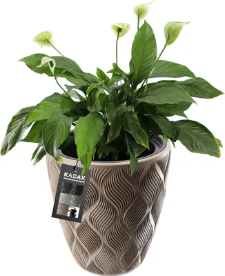 Zdjęcie produktu dla KADAX Donica Doniczka z Wkładem Osłonka Beżowa 42cm