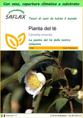 Immagine prodotto di SAFLAX Garden to go - Pianta del tè - 6 semi - Camellia
