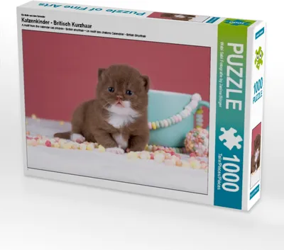 Produktbild von CALVENDO Puzzle Ein Motiv aus dem Kalender Katzenkinder - Britisch Kurzhaar | 1000 Teile Lege-Größe 64x48cm Foto-Puzzle für glückliche Stunden
