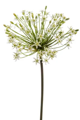 Produktbild von künstliche Allium mit XXL Blüte weiß H. 90cm Emerald Kunstblumen