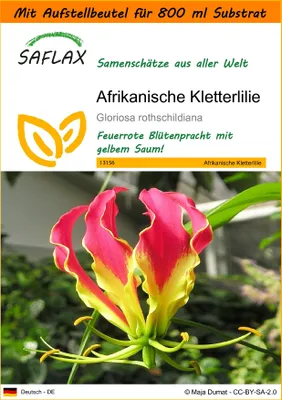 Produktbild von SAFLAX - Garden in the Bag - Afrikanische Kletterlilie - 15 Samen - Mit Anzuchtsubstrat im praktischen, selbst aufstellenden Beutel - Gloriosa rothschildiana