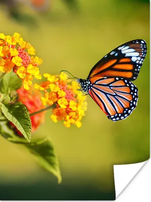 Produktbild von MuchoWow® Poster Schmetterling - Insekten - Blumen - Gelb 120x160 cm - Wandbilder