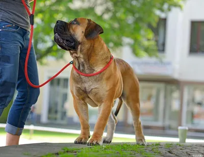 Produktbild von HUNTER Retriever-Leine Freestyle 10/120, rot