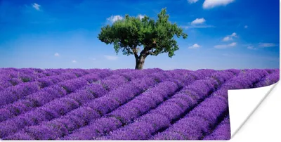 Produktbild von MuchoWow® Poster Eine Nahaufnahme eines Lavendelfeldes 40x20 cm - Poster für die Wand - Poster Schlafzimmer