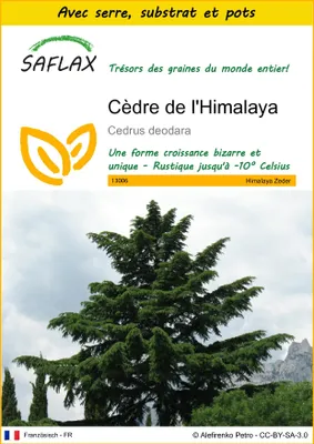 Image de SAFLAX Ensemble de culture - Cèdre de l'Himalaya - 35 graines - Cedrus