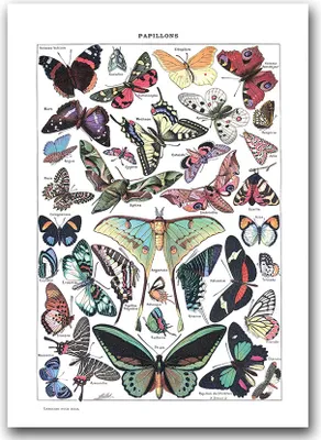 Produktbild von Poster - Canvas - Leinwand - 59,4 cm x 84,1 cm - Fotoposter - Leinwandkunst - Botanischer Schmetterling Adolphe Millot