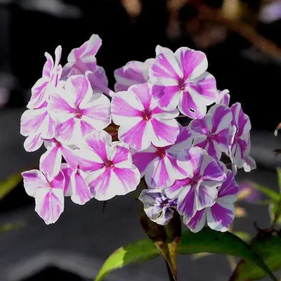 Image de 6 x Phlox maculata « Natascha »  | Pot 9 cm x 9 cm