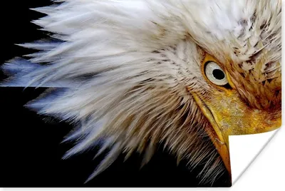 Produktbild von MuchoWow® Poster Vogel - Auge - Schnabel 180x120 cm - Fotoplakat