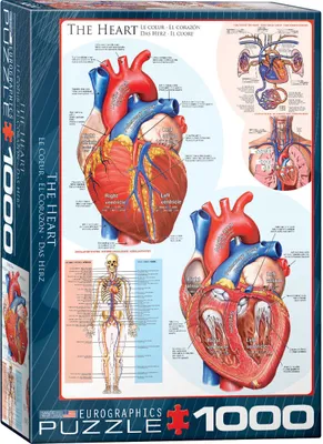 Obrázek produktu pro Lidské srdce - anatomické puzzle - 1000 dílků ve formátu 68x48 cm