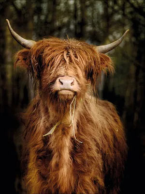 Produktbild von Glasbild Scottish Highland Cattle VI GLA2406 60x80 cm