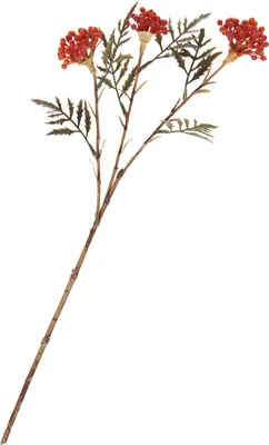 Produktbild von Beerenzweig, L 47 cm
