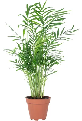 Produktbild von Bergpalme - pflegeleichte Zimmerpflanze, Chamaedorea elegans - Höhe ca. 35 cm, Topf-Ø 12 cm